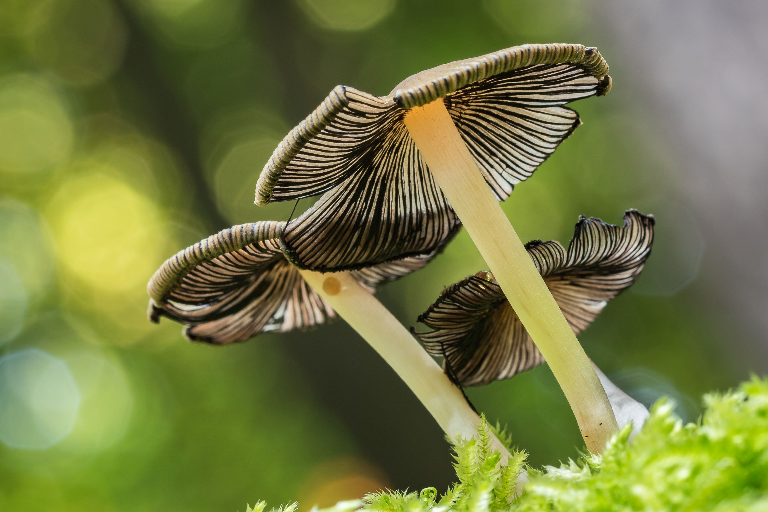 Pilze vor grünem Waldhintergrund