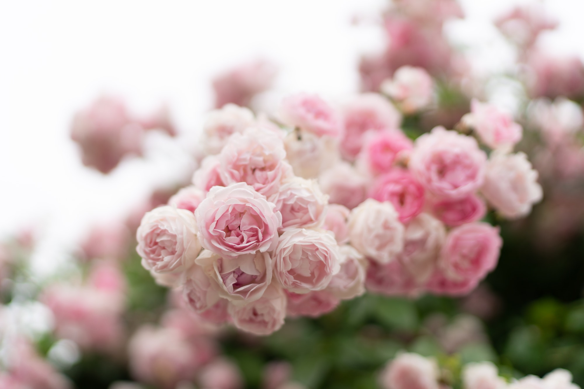 Lots of light roses in different shades