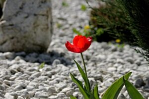 Steingärten im St. Wendeler Land – das planen die Gemeinden