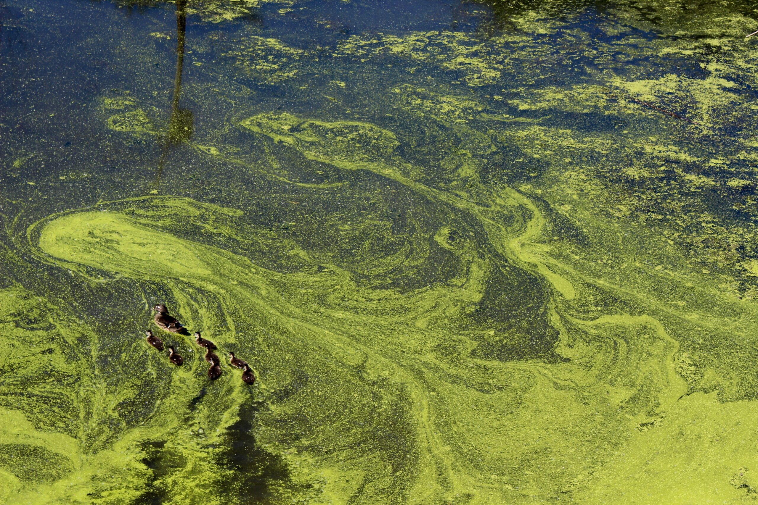 algen im wasser