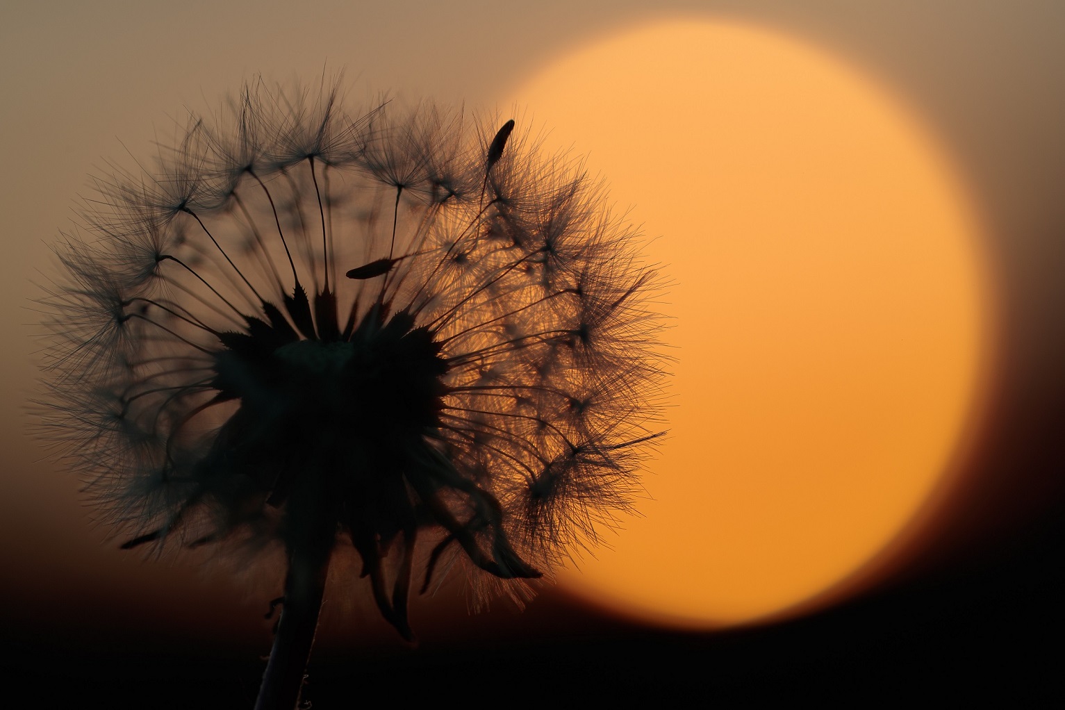 Pusteblume in der Abendsonne