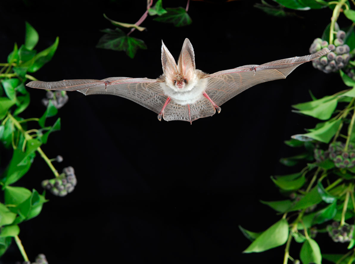 eine fledermaus fliegt vor schwarzem himmel auf die kamera zu