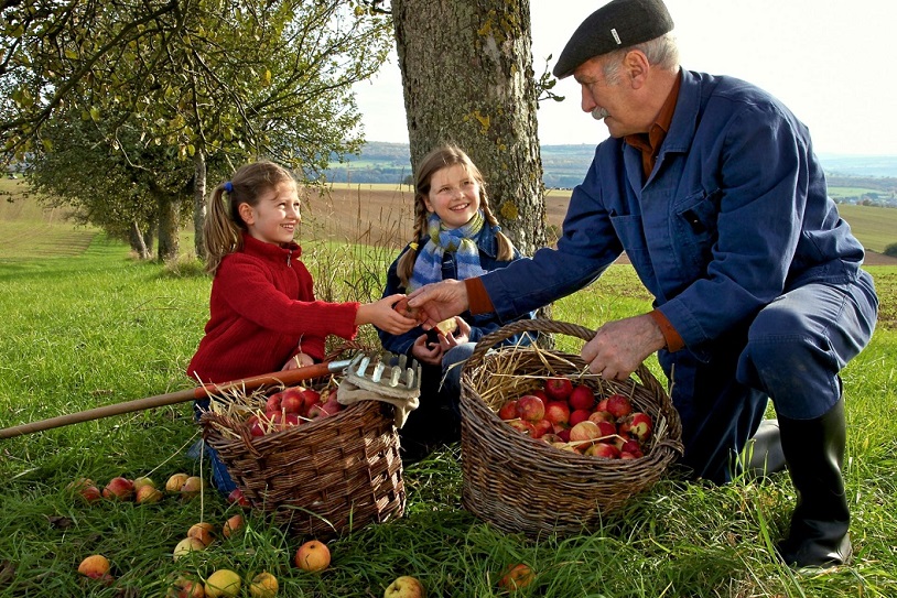 zwei Mädchen und ein älterer Mann bei der Apfelernte