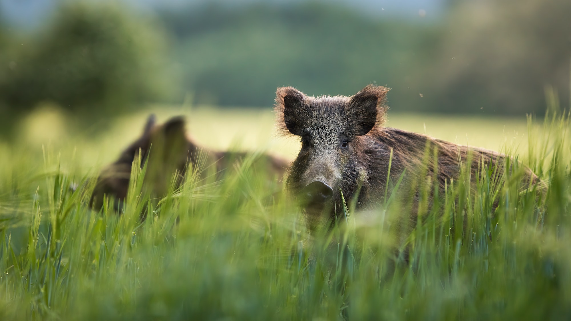 Wildschweine grasen im Sommer