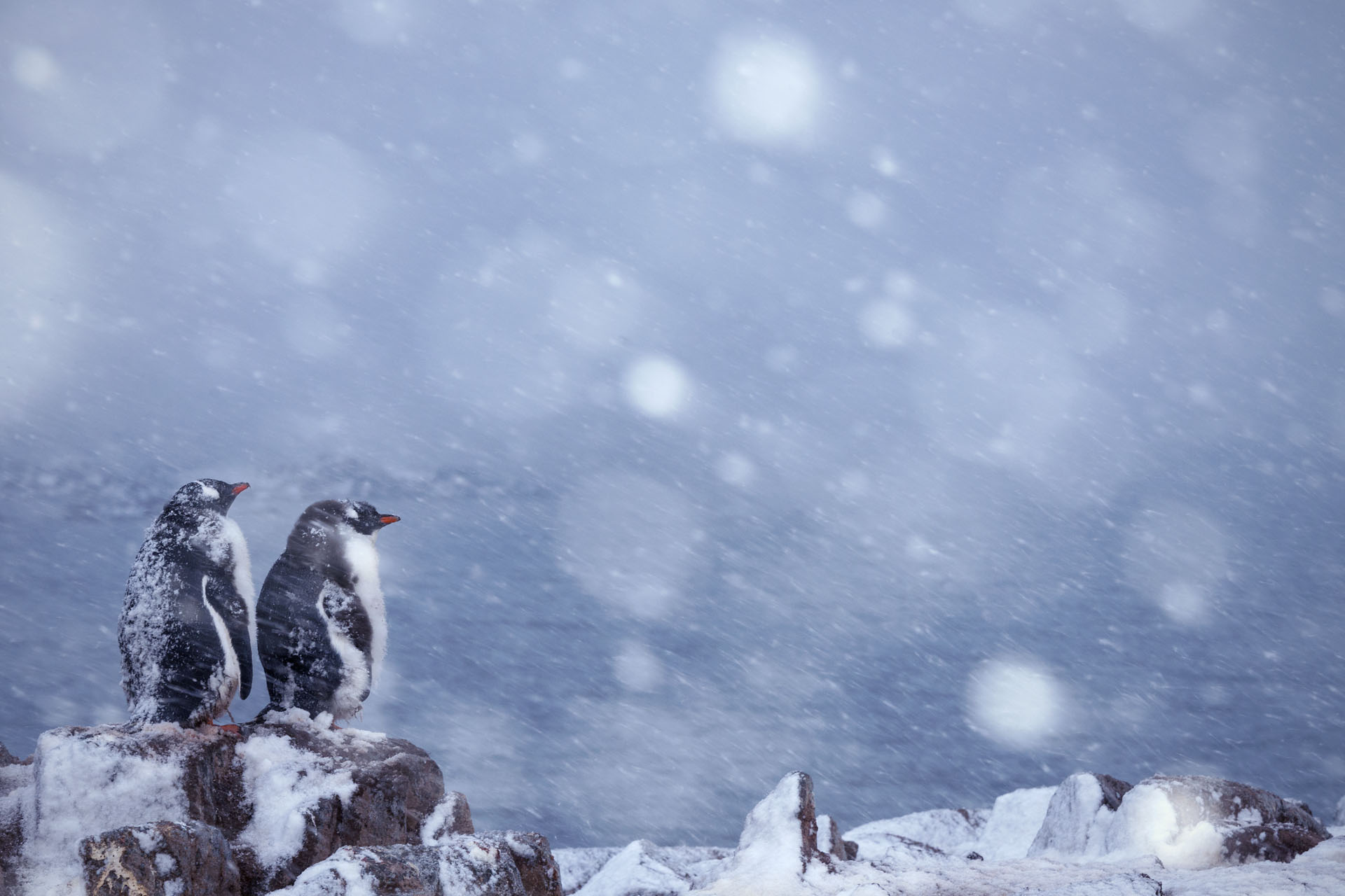 Junge Eselspinguine überdauern einen Schneeschauer. (Foto: Kerstin Langenberger)