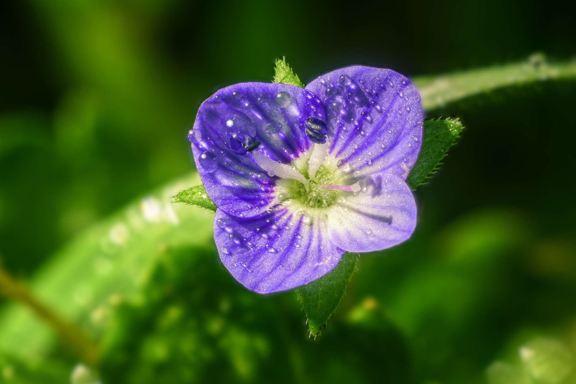 Nahaufnahme einer violetten Myosotis-Blüte