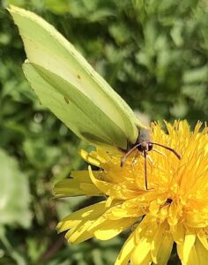 So können Sie den Tieren in Ihrem Garten bei Hitze helfen