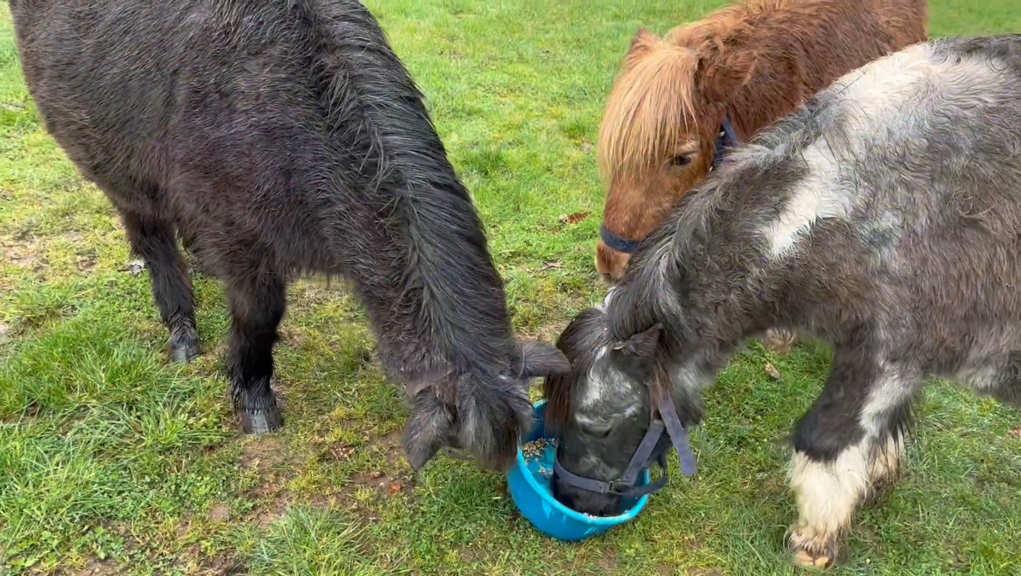 Drei alte Ponys auf dem Hütherhof St. Wendel teilen sich Futter aus einem Eimer