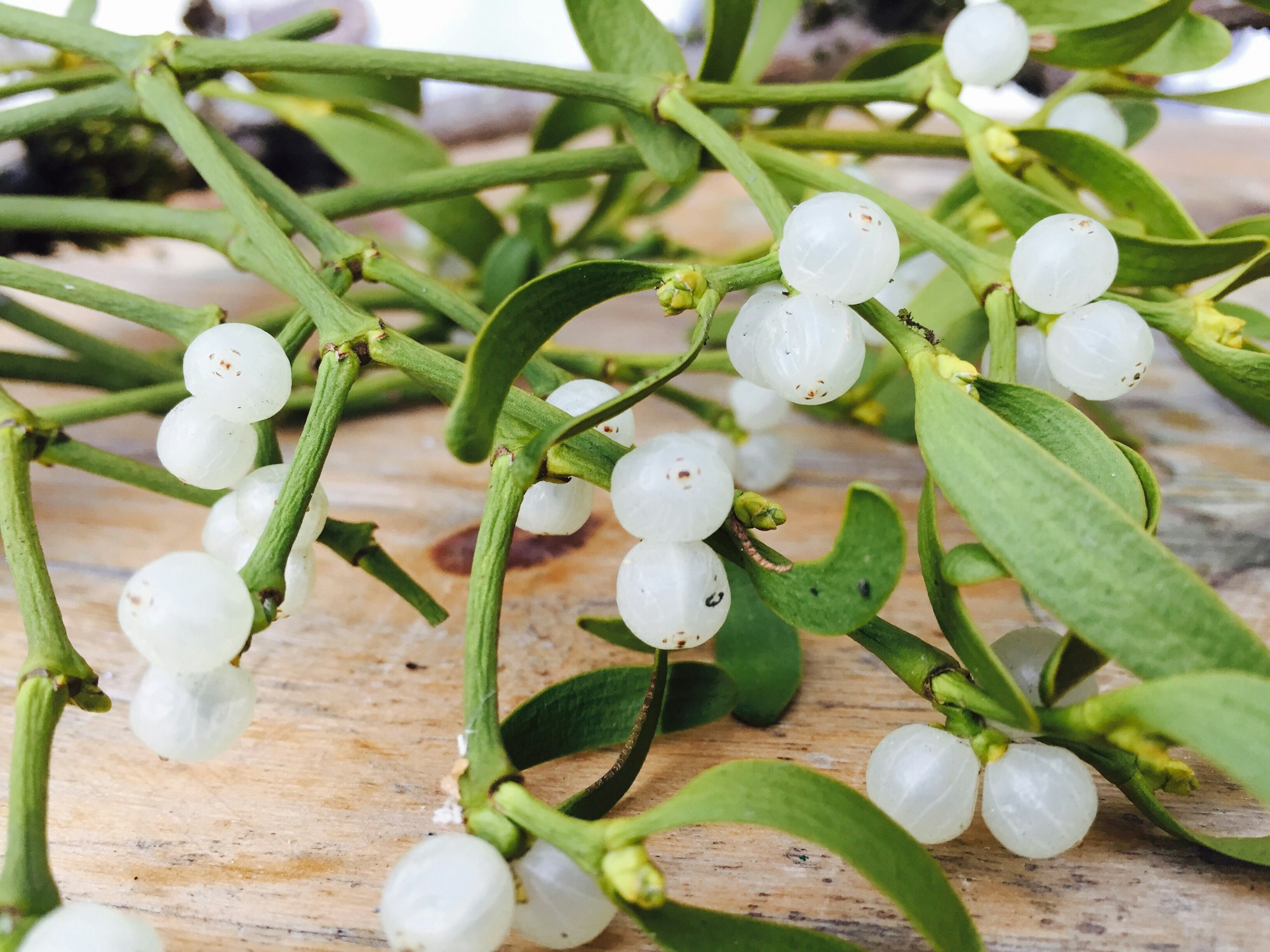 Mistletoe on wooden table