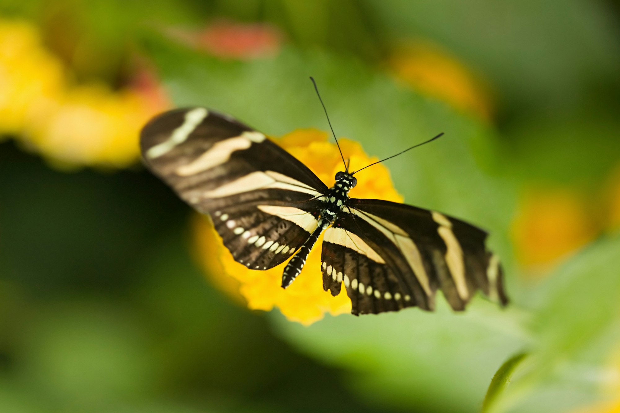 Zebra longwing butterfly