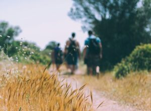 Wanderguppe läuft über ein Feld mit Weizenhalmen im Vordergrund