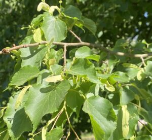 Blatt der Winterlinde aus dem Naturpark