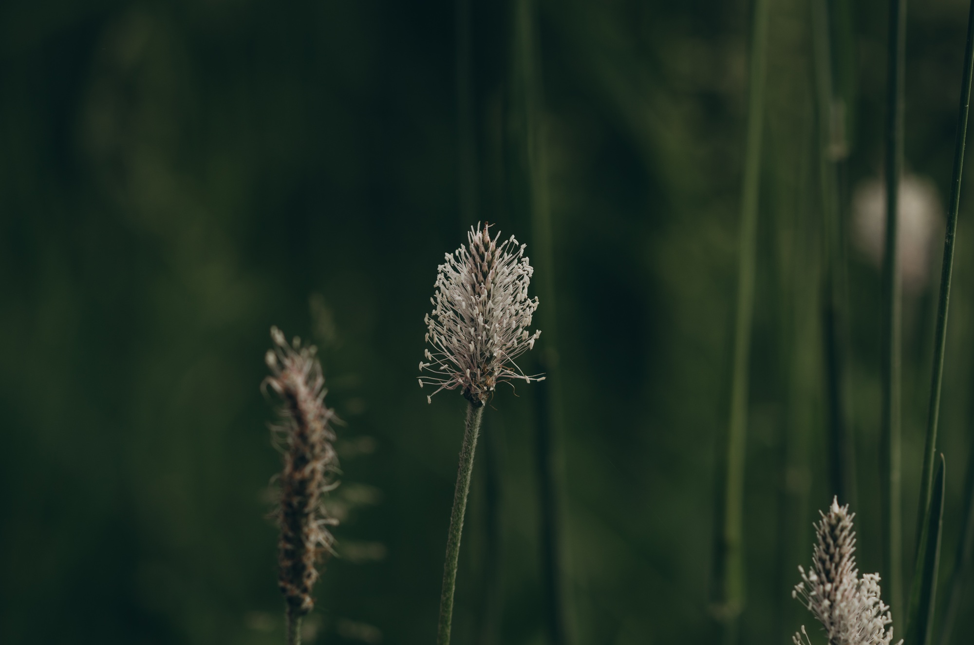 Wild plant by the road