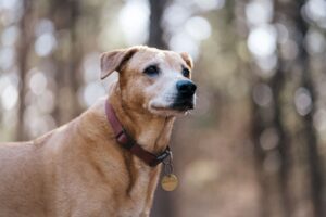 Close-up of a dog with a collar standing in a forest with a blurred background.
