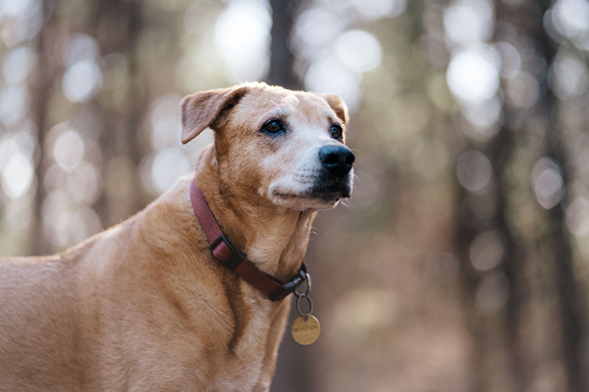 Close-up of a dog with a collar standing in a forest with a blurred background.