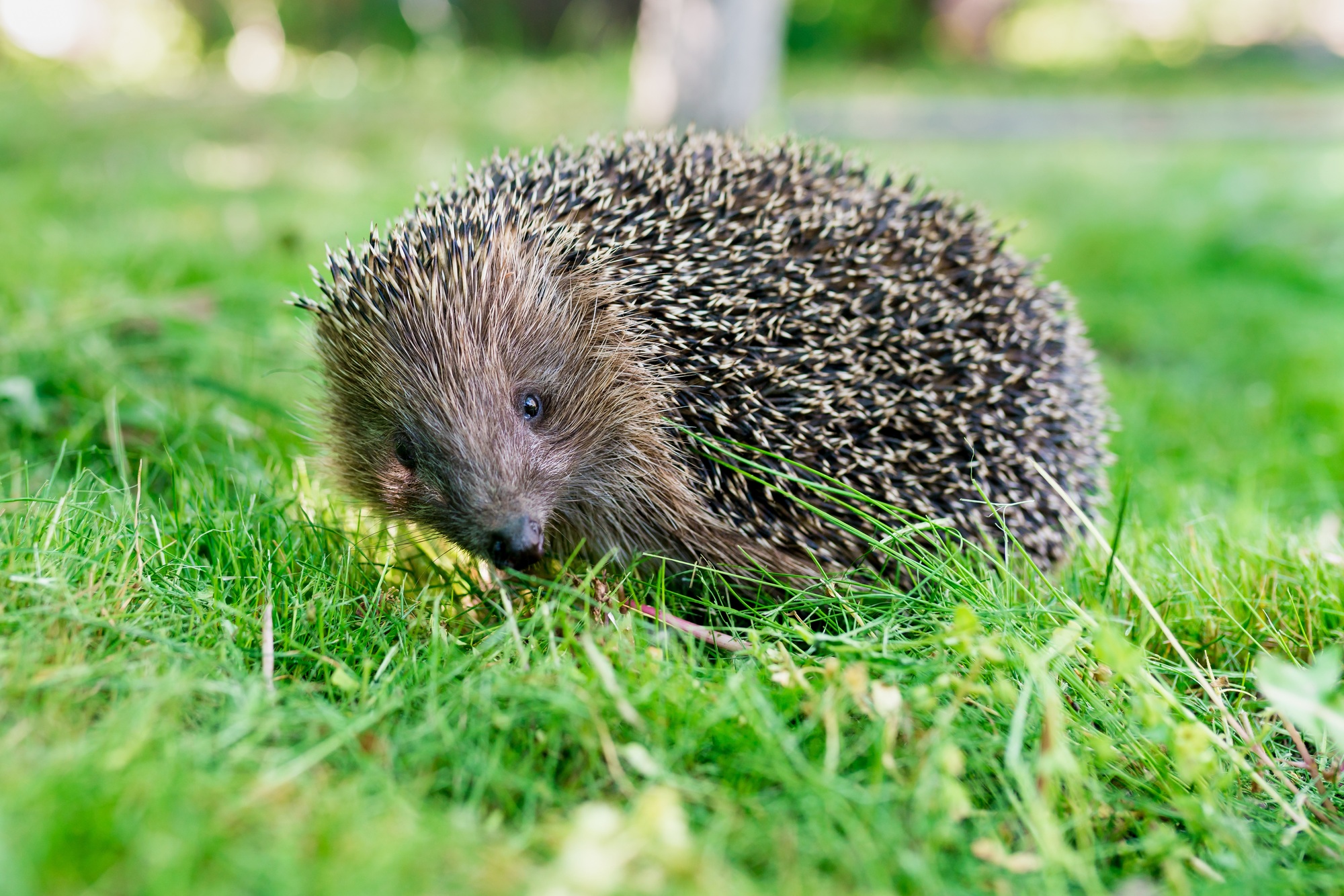 hedgehog on green grass