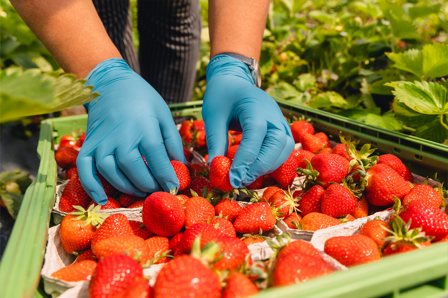 Zwei Hände mit blauen Gummihandschuhen legen Erdbeeren in einen Korb.