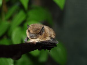 Familien erkunden bei Dämmerung die Welt der heimischen Fledermäuse in Oberthal