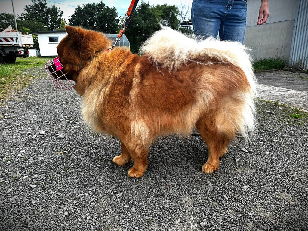 Die traurige Geschichte des Tierheimhundes Seppl