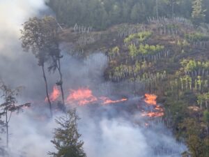 Waldbrand bei Nonnweiler: Sieben Feuerwehrleute verletzt