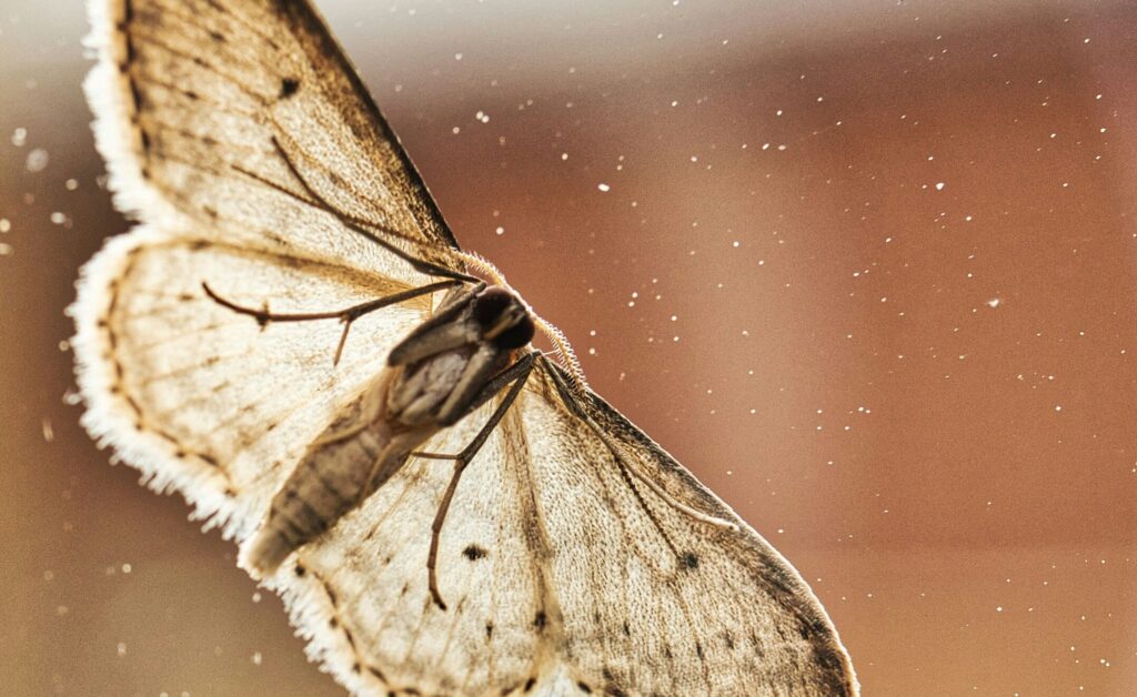 Vorratsschädlinge breiten sich im Sommer verstärkt aus – diese Maßnahmen helfen