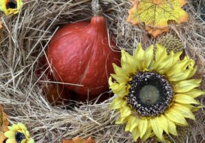 Hofladen und Gärtnerei öffnen am 18. Oktober ihre Türen für Besucher