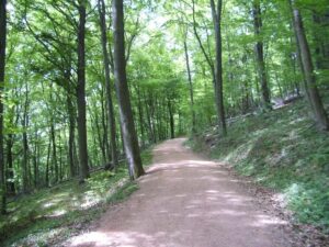 Sturmschäden zwingen zur Sperrung des Herzweges auf dem Schaumberg